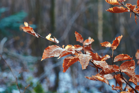 Red frozen beech leaves in the winter forestの写真素材