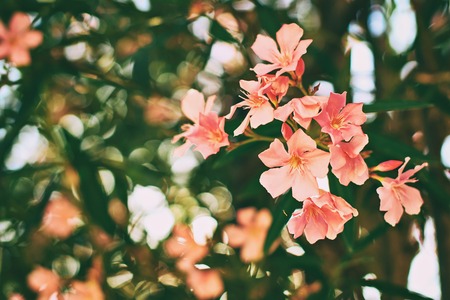 Beautiful red and pink nerium oleander tropical tree flowers with nice bokeh backgroundの写真素材