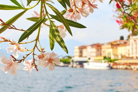 Beautiful sunny summer view of Bellagio town at lake Como in Italy with blooming nerium oleander flowers, ships and boatsの写真素材
