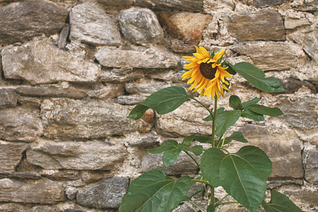 Beautiful yellow sunflower on old stone wall backgroundの写真素材