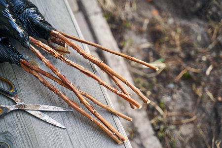 Raspberry bush saplings seedlings ready to be planted on the wooden garden bench on a sunny spring...