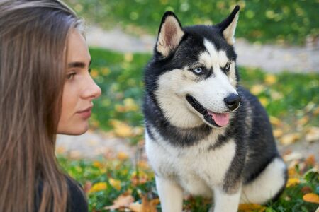 Young beautiful girl playing with her cute husky dog pet in autumn park covered with red and yellow fallen leavesの写真素材