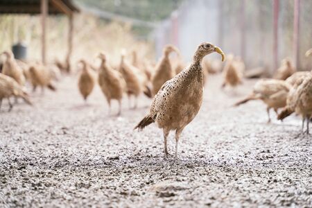 Many female common pheasants on the bird breeding farm. All birds are wearing plastic beak attachments to prevent feather pecking and fights.の写真素材