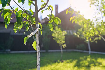 Freshly planted young pear and apple trees in spring or summer orchard or garden with beautiful sunlight. Tree has a label with word pear.の写真素材