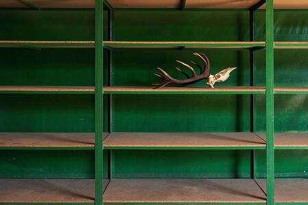 Deer skull with horns on the empty shelf in the warehouse. As the last available item it is a symbol or concept of economic crisis.の写真素材