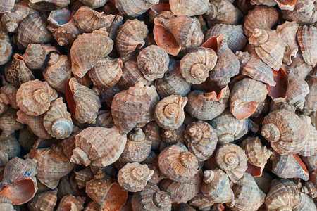 Many rapana seashells with pink red nacre as a background.の写真素材