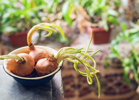 Freshly sprouted onions at home apartment interior