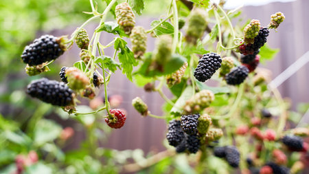 Many ripe organic blackberries growing on a bush in a summer gardenの写真素材