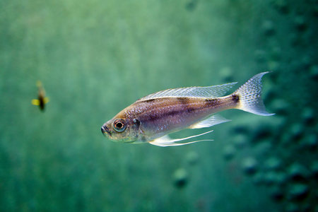 Diamond tetra fish in water on green backrgound