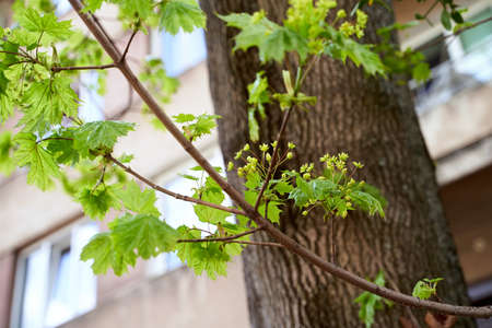 Norway maple tree aka acer platanoides brunch in flower during springtimeの写真素材