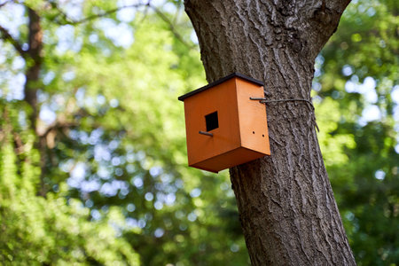 Wooden birdhouse on a tree in a summer parkの写真素材