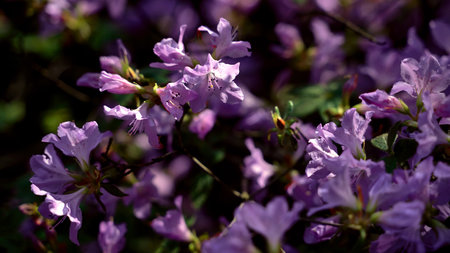 Beautiful violet summer flowers bush in sunlight backgroundの写真素材