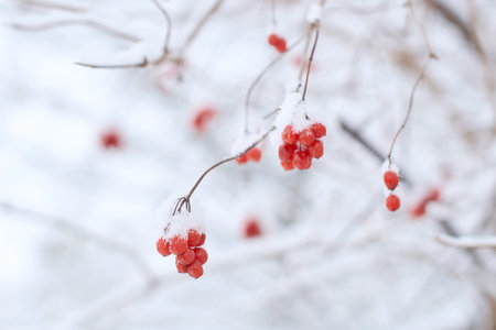Edible frozen red viburnum berries on a bush covered with snow in winterの写真素材