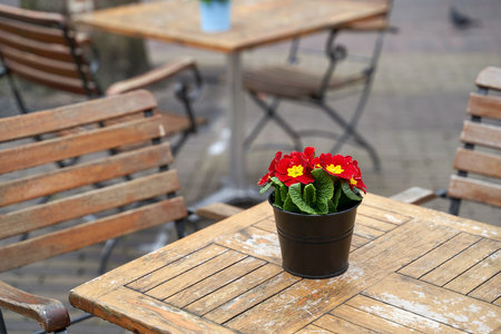 Beautiful primula vulgaris red potted flower on an outdoor cafe tableの写真素材