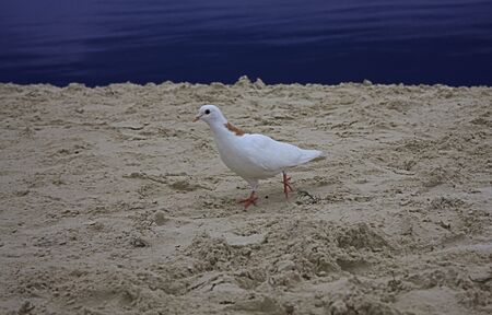 white doveの写真素材