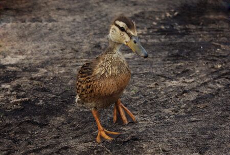 Ducklingの写真素材