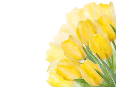 Fresh spring tulip flowers on white  のイラスト素材