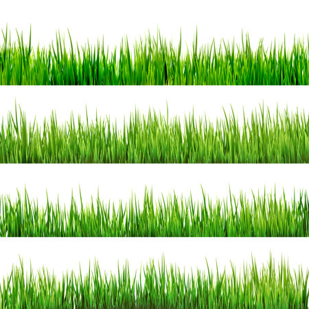 Grass isolated on white のイラスト素材