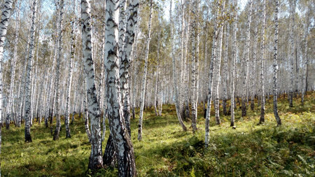 Small birch forest bathing in the morning sun. Autumn is approaching, so some of the trees are...
