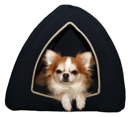 Cute chihuahua in the dog bed. Isolated on white backgroundの写真素材