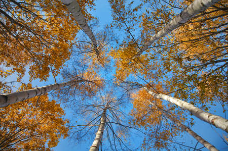 Looking up in birch tree forest in autumn. Low angle shot. From belowの写真素材