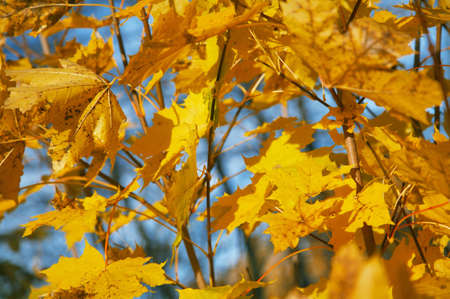 Yellow maple leaves on the branches, blue sky, sunny weatherの写真素材