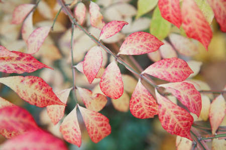 Red & yellow autumn leaves on the branch (closeup)の写真素材