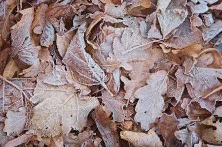 Frozen oak and maple leaves in the park, autumn & winter backgroundの写真素材