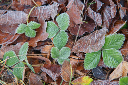 Frost green straberry leaves and withered grass in the park, autumn & winter backgroundの写真素材