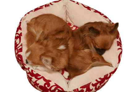 Top view of two cute chihuahua sleeping in the dog bed. Isolated on whiteの写真素材
