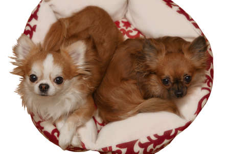 Top view of two cute chihuahua looking up. Isolated on whiteの写真素材