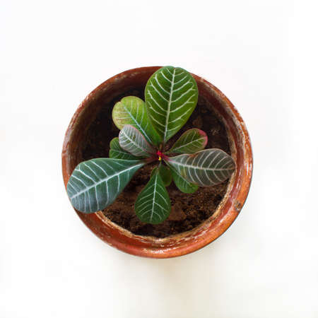 Plant from aboveの写真素材
