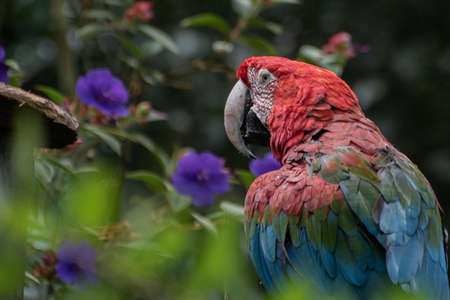 Captive Red scarlet macaw on branch, colorful parrot bird.の写真素材