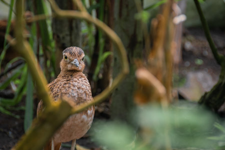 Small bird looking through some branchesの写真素材