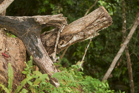 Dry tree trunk in the jungle. Close up of dead tree.の写真素材
