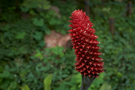 Red flower in the garden, closeup of photo with shallow depth of fieldの写真素材
