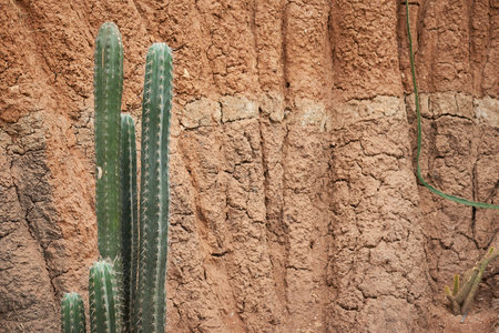 Cactus growing on the sand in the desert. Nature background.の写真素材