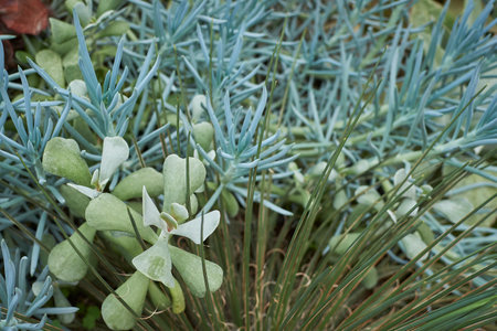 Closeup of blue and white leaves of eucalyptusの写真素材