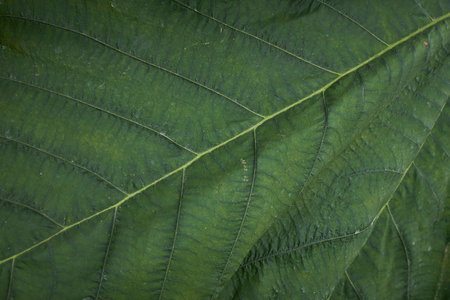 green leaf texture close up macro background high quality fifty megapixelsの写真素材