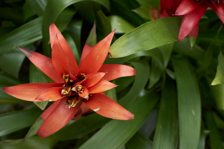 Bromeliad is a genus of flowering plants in the Bromeliad family.の写真素材