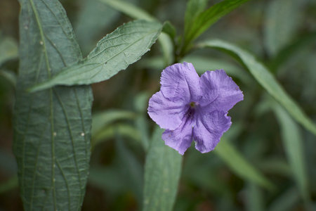 purple flower in the garden,Ruellia tuberosaの写真素材
