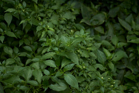 green leaves of basil in the garden, note shallow depth of fieldの写真素材