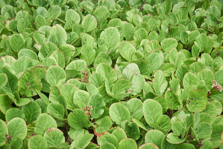 Close-up of green leaves of burdock plant in the gardenの写真素材