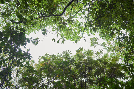 Tropical rain forest with green leaves and white sky background.