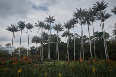 Palm trees in a park in Bogotaの写真素材
