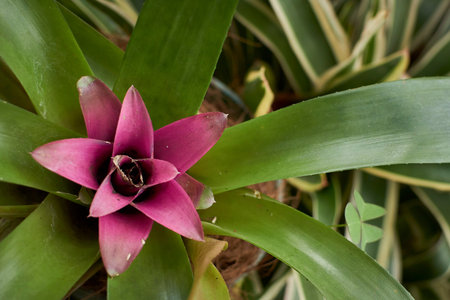 Bromeliad flower in the garden. (Bromeliad)