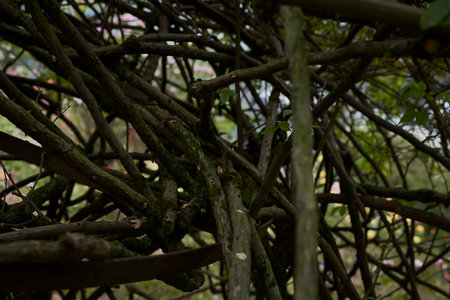 The branches of the tree in the garden. Close-up.の写真素材