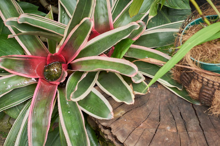 Bromeliad or Bromeliad plant in the gardenの写真素材