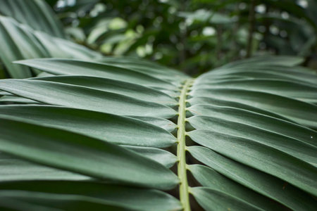 Close up of green palm leaf in the garden. Nature background.