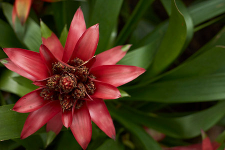 Bromeliad flower blooming in the garden with natural backgroundの写真素材